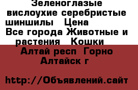 Зеленоглазые вислоухие серебристые шиншилы › Цена ­ 20 000 - Все города Животные и растения » Кошки   . Алтай респ.,Горно-Алтайск г.